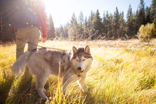 Father takes baby and dog on a hike in a beautiful field