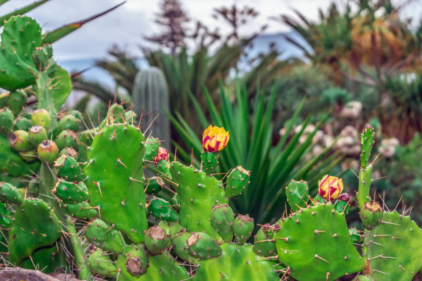 エキゾチックな植物のぼやけた背景に黄赤色の花と果実を咲かせるオプンティア・ファイアカンサ - prickly pear fruit cactus prickly pear cactus yellow ストックフォトと画像