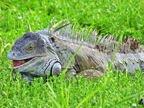 istock Green Iguana (Iguana iguana) foraging in the grass 1427684435