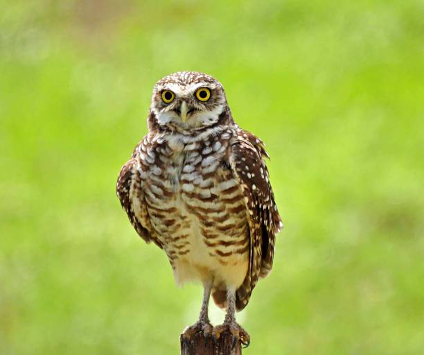 istock Burrowing Owl (Athene cunicularia) perched on a wood post 1427684762