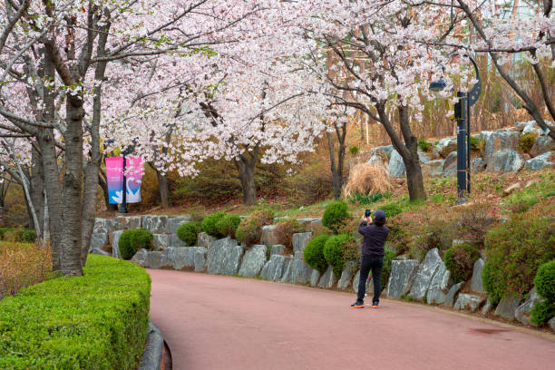 公園の桜並木 - single lane road footpath flower formal garden ストックフォトと画像