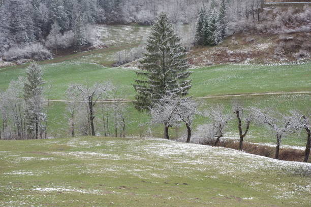 hoar frost or white frost on a cold winter day