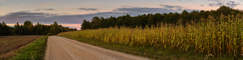 wide panoramic view of farmland with the edge of a cornfield along a rural dirt road on an autumn evening. beautiful widescreen agricultural landscape