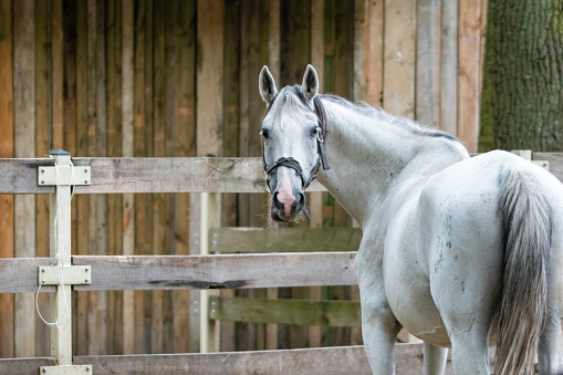 Im next! Shocked looking horse stands waiting his turn to compete in show jumping competition in Shropshire Englnd UK.