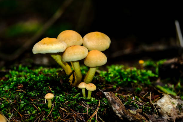 istock Forest ecosystem: Mushrooms in portrait 1427689804