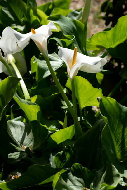 istock closeup of a white calla lily 1427689944
