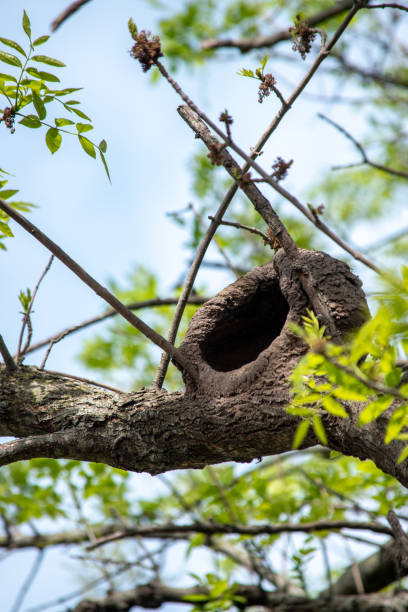 istock Furnarius rufus  nest in the branches of a tree. Hornero 1427690275