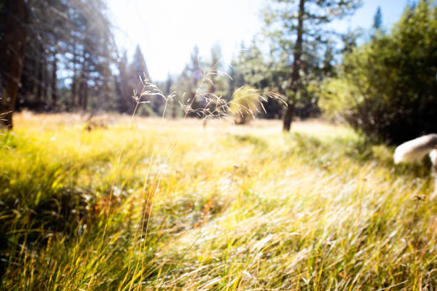 Father takes baby and dog on a hike in a beautiful field