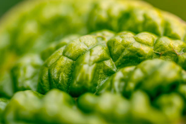 Embossed green leaf of a fast growing plant.