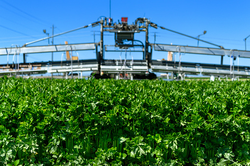Close-up of celery stalks being harvested and in the background, the field machinery that facilitates the bundling and packaging of the celery stalks.

Taken on a farm near of Castroville, California, USA.