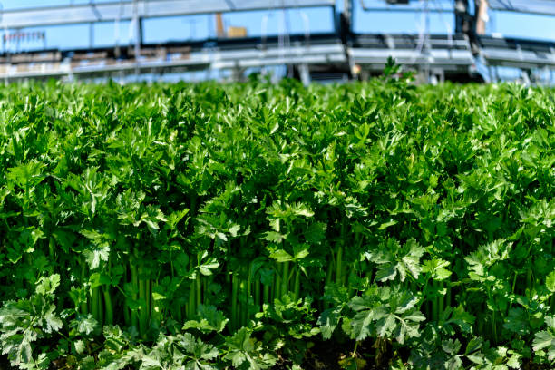 istock Close-up of Celery Stalks Being Harvested 1427693782