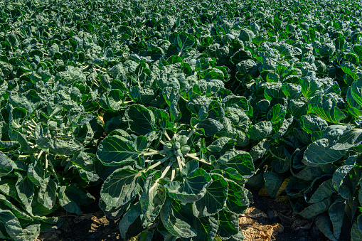 Close-up of brussels sprouts (Brassica oleracea) field, ready for harvest.