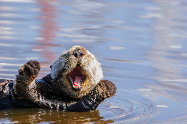 Close-up of Wild Sea Otter Resting in Calm Ocean Water Close-up wild sea otter (Enhydra lutris) resting, while floating on his back. There are small ripples in the water reflecting the sky and clouds above the bay.

Taken in Moss Landing, California. USA sea otter stock pictures, royalty-free photos & images