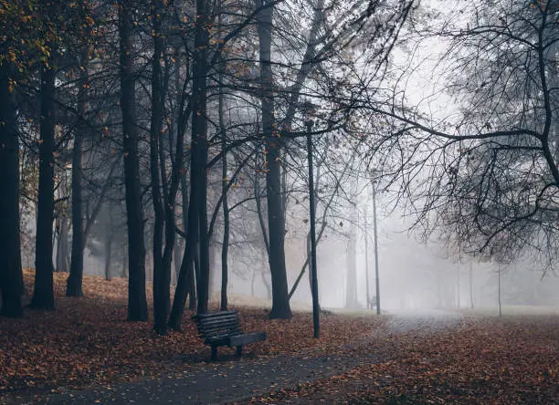 Mysterious road. Fairy Mysterious Forest. Mystical atmosphere. Paranormal another world. Stranger forest in a fog. Dark wood. Background wallpaper. Scary forest trees in a fog. Horrible dream.