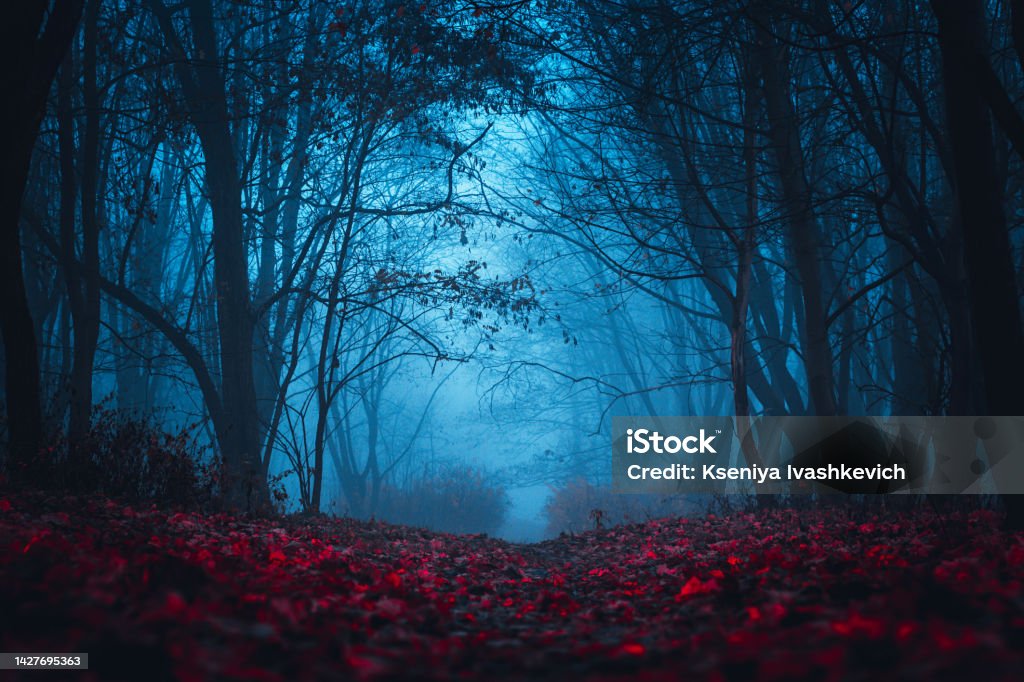 Fairy Forest. Mystical atmosphere. Paranormal another world. Stranger forest in a fog. Dark scary park with red leaves. Background for wallpaper. Fairy Mysterious Forest. Mystical atmosphere. Paranormal another world. Stranger forest in a fog. Dark scary park with red leaves. Background for wallpaper. Spooky Stock Photo