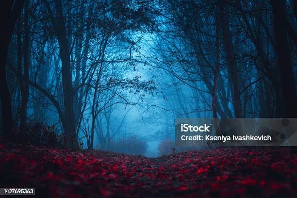 Fairy Forest Mystical Atmosphere Paranormal Another World Stranger Forest In A Fog Dark Scary Park With Red Leaves Background For Wallpaper Stock Photo - Download Image Now