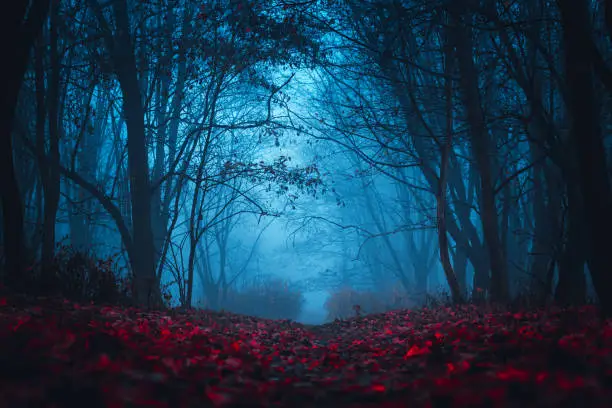 Photo of Fairy Forest. Mystical atmosphere. Paranormal another world. Stranger forest in a fog. Dark scary park with red leaves. Background for wallpaper.