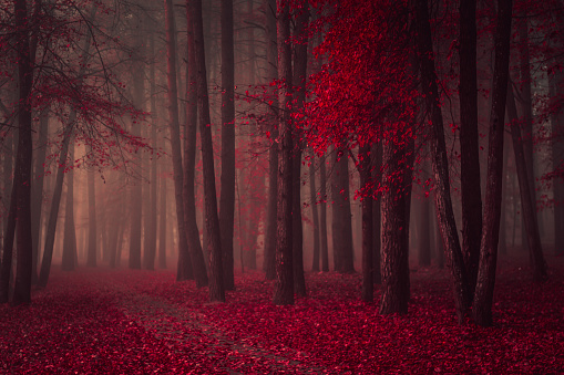 Stranger forest in a fog. Fairy Mysterious Forest. Mystical atmosphere. Paranormal another world. Dark scary park with red leaves. Background for wallpaper. Horrible dream.