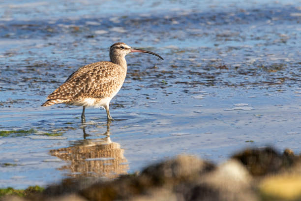 istock Long-Billed Curlew on the beach, BC, Canada 1427697323