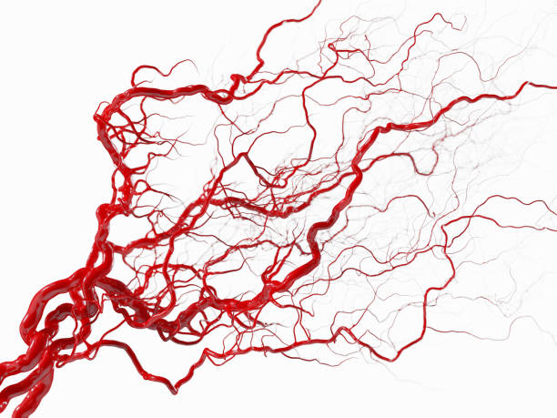 sistema vascular - vasos sanguíneos sobre blanco - ilustración médica - vena humana fotografías e imágenes de stock