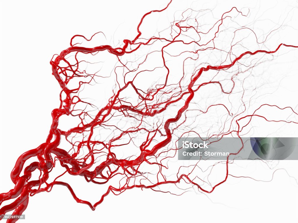 Vascular system - blood vessels on white - medical illustration royalty free stock image, an artistic medical illustration of the vascular system on white background - high quality 3D render of blood vessels (veins or arteries) full of blood Blood Vessel Stock Photo