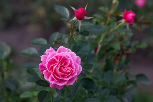 istock Beautiful rose flower 