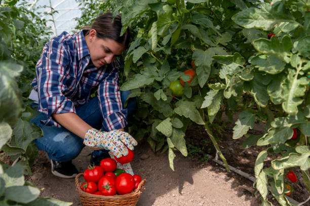 istock Farmer picking organic tomatoes from his garden 1427698693