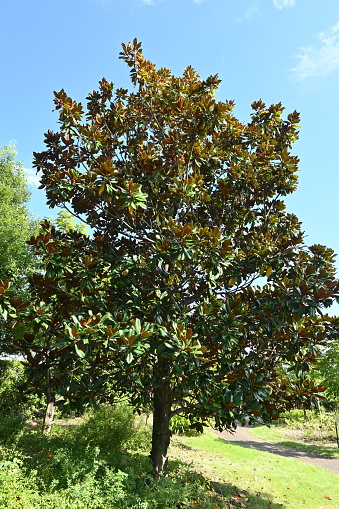 Southern magnolia ( Magnolia grandiflora ) tree. Magnoliaceae evergreen tree. Large white flowers bloom in early summer and oval fruit in autumn.
