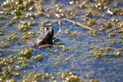 young frogs in a marsh. Photographed july 2022 in canada