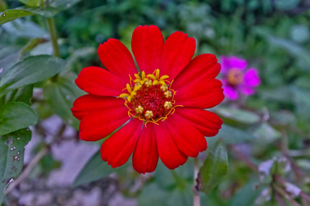 Close up of an red osteospermum, or African daisy.