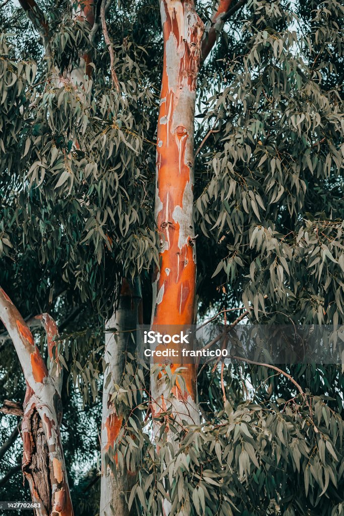 The eucalyptus tree is one of the most famous endemics of Australia. The red trunk and leaves contain various chemicals used in medicine. Adventure Stock Photo