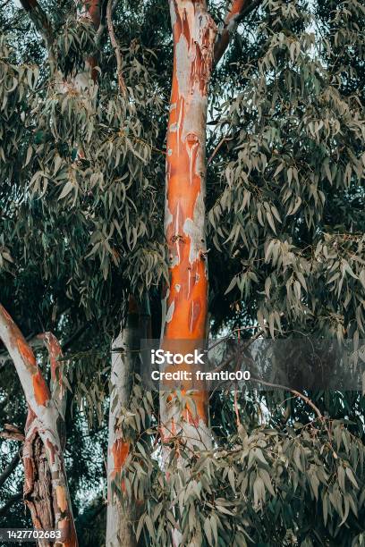The Eucalyptus Tree Is One Of The Most Famous Endemics Of Australia The Red Trunk And Leaves Contain Various Chemicals Used In Medicine Stock Photo - Download Image Now