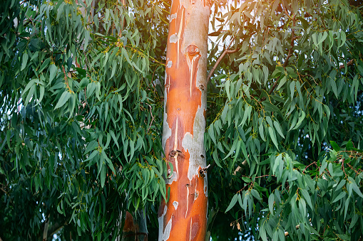The eucalyptus tree is one of the most famous endemics of Australia. The red trunk and leaves contain various chemicals used in medicine.