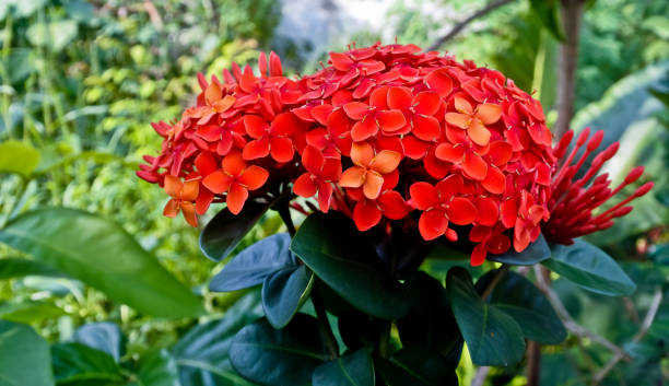 istock red asoka flowers 1427702785