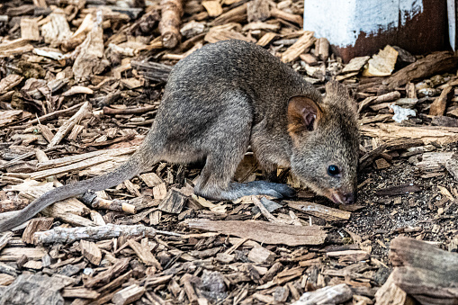 Rottnest Island: Baby Quokka looking for food on the ground