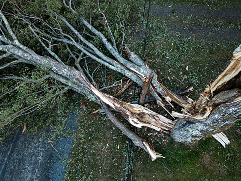 A tree has fallen in hurricane force winds causing a blackout & blocking a narrow road.