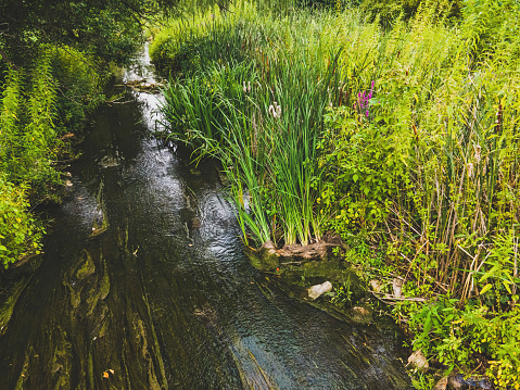 A small summertime stream with tall grass and flowing water.