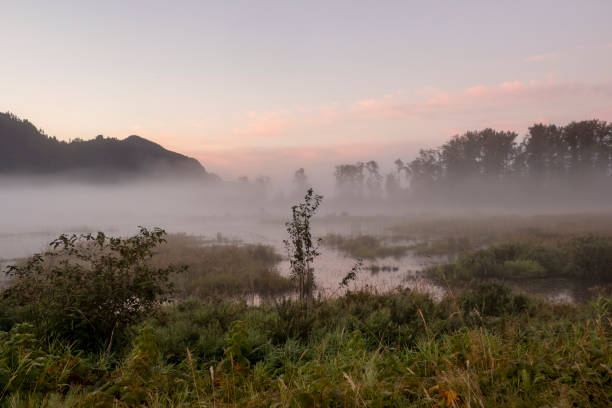 istock Pitt-Addington marsh area and ecological reserves 1427710505
