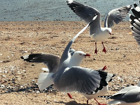Gulls at the beach on a springtime day. Taken on a mobile phone for a modern real aesthetic.