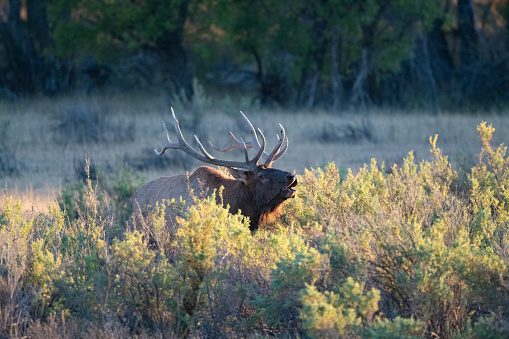 Dominant Bull elk bugling at sunset in northern Montana in western USA.