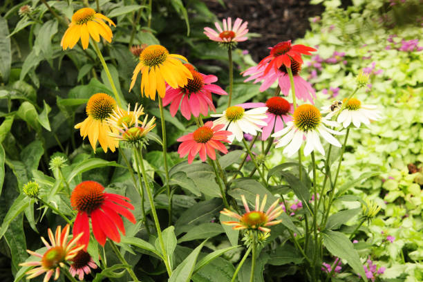 istock Beautiful Helenium Flower Garden Variety 1427713025