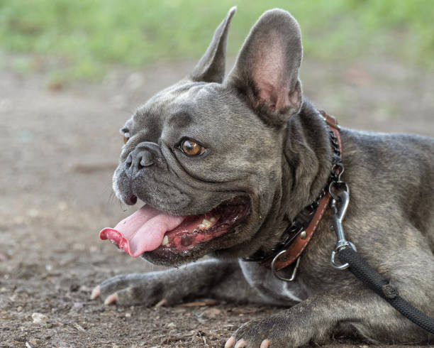 istock French bull dog taking a rest 1427715288