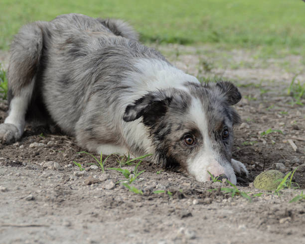 istock Australian shepherd playing with a ball 1427715292