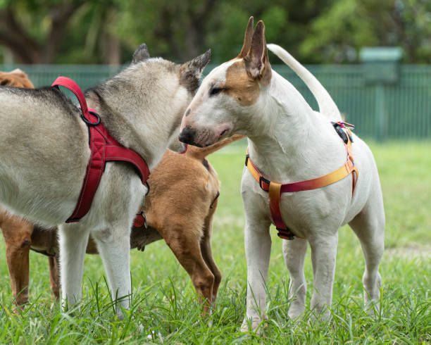 istock French bull dog and friends 1427715312