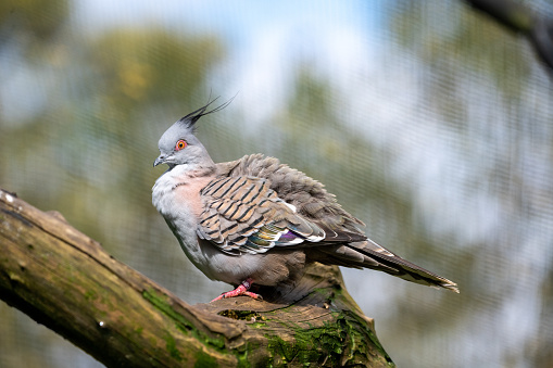 crested dove