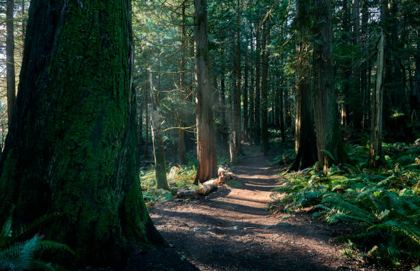 침엽수 림의 길. 태평양 연안의 열대 우림. - rainforest redwood forest footpath 뉴스 사진 이미지