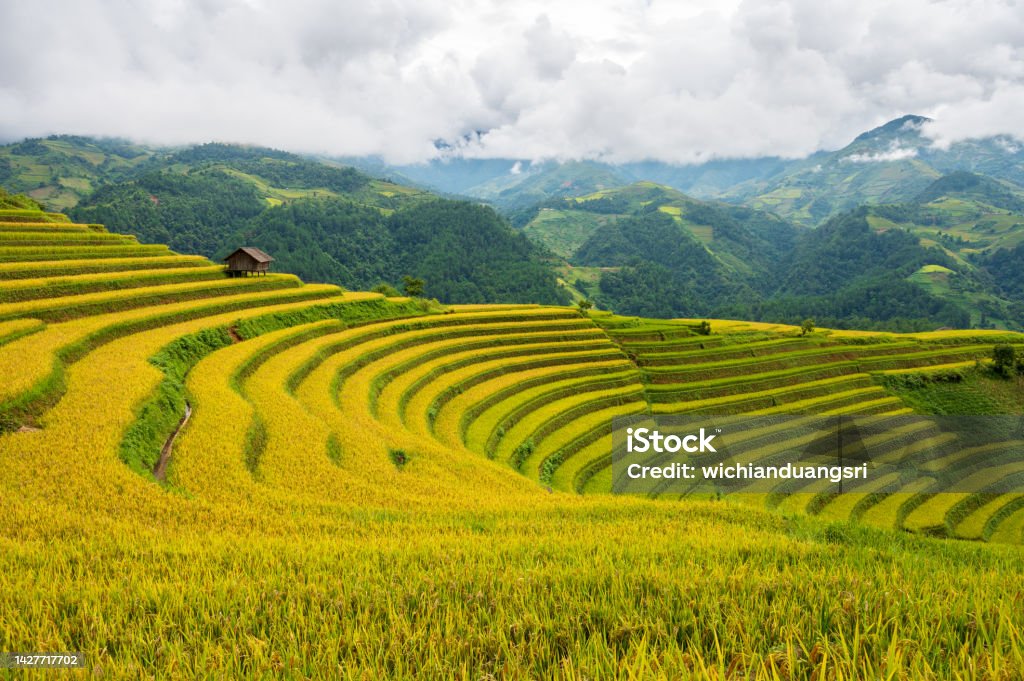 Terraced rice field in Mu Cang Chai, Vietnam Vietnam Stock Photo