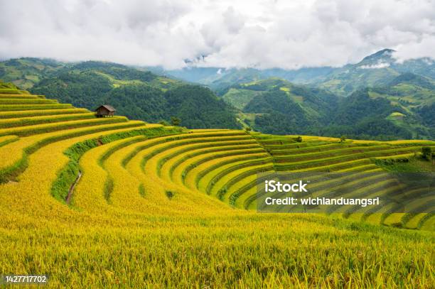 Terraced Rice Field In Mu Cang Chai Vietnam Stock Photo - Download Image Now - Vietnam, Agricultural Field, Agriculture