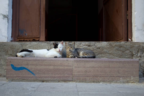 istock Cats lying on the stairs 1427720431
