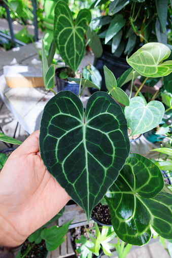 Hand Holding Anthurium Crystallinum leaf